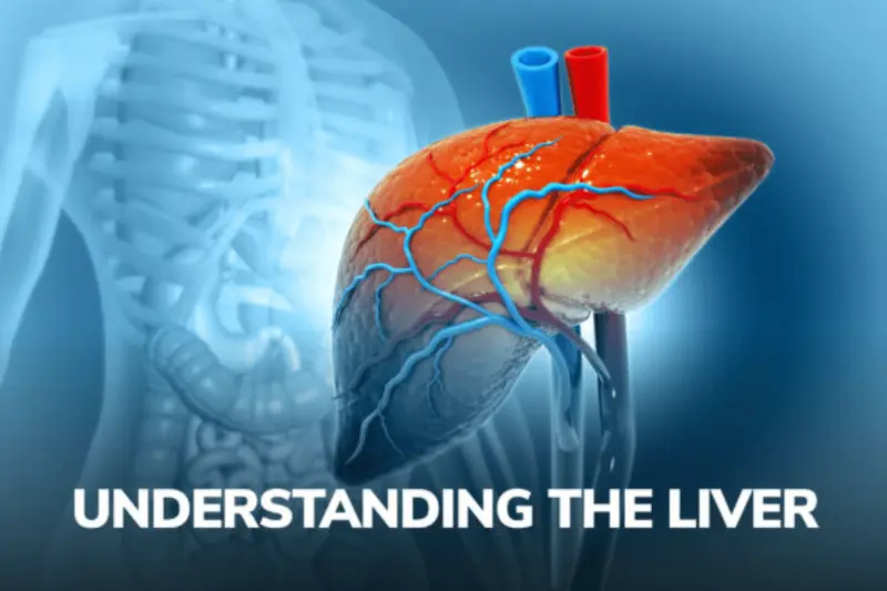 Understanding Your Liver’s Role