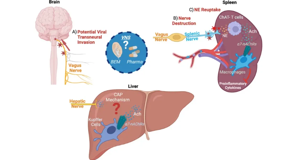 nerve savior review natural relief for nerve pain