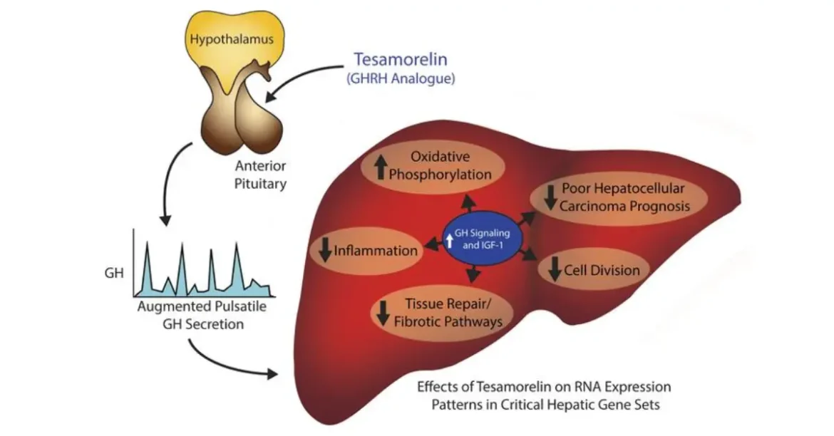tesamorelin peptide benefits, uses, and side effects